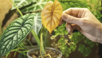 remedios hojas amarillas plantas