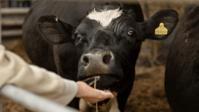 zoonosis