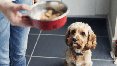 estudio alimentos perros