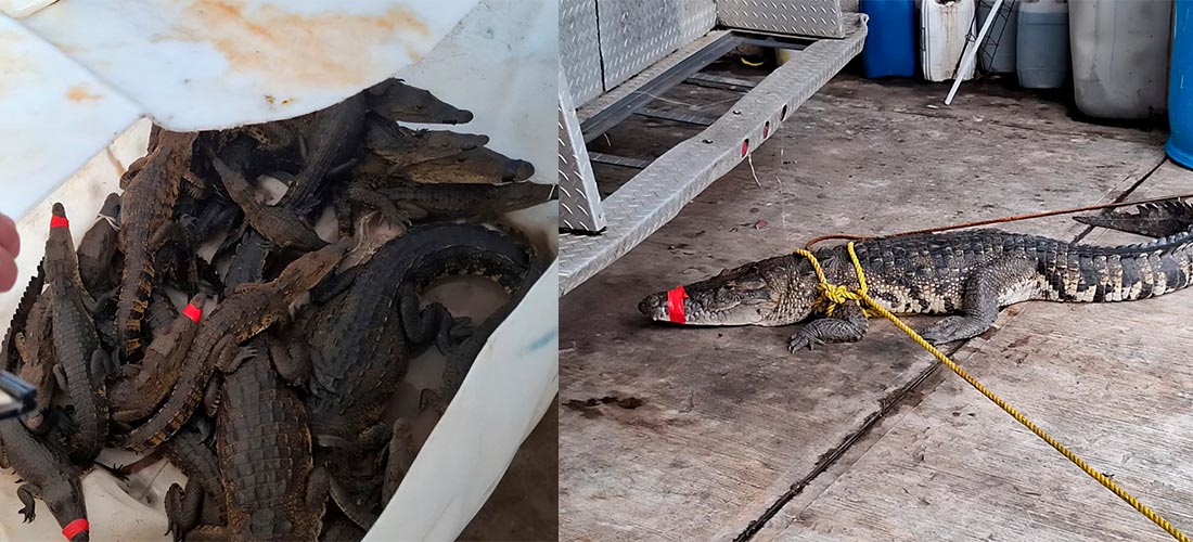 "Juanchos" invaden Tamaulipas tras intensas lluvias