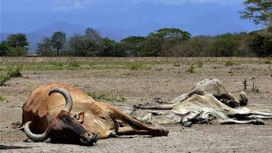 Muerte de ganado SLP SEQUIA