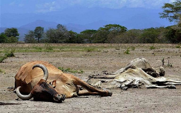 Muerte de ganado SLP SEQUIA