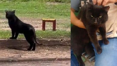¡No era un puma! Gato causa caos en el Parque Tangamanga