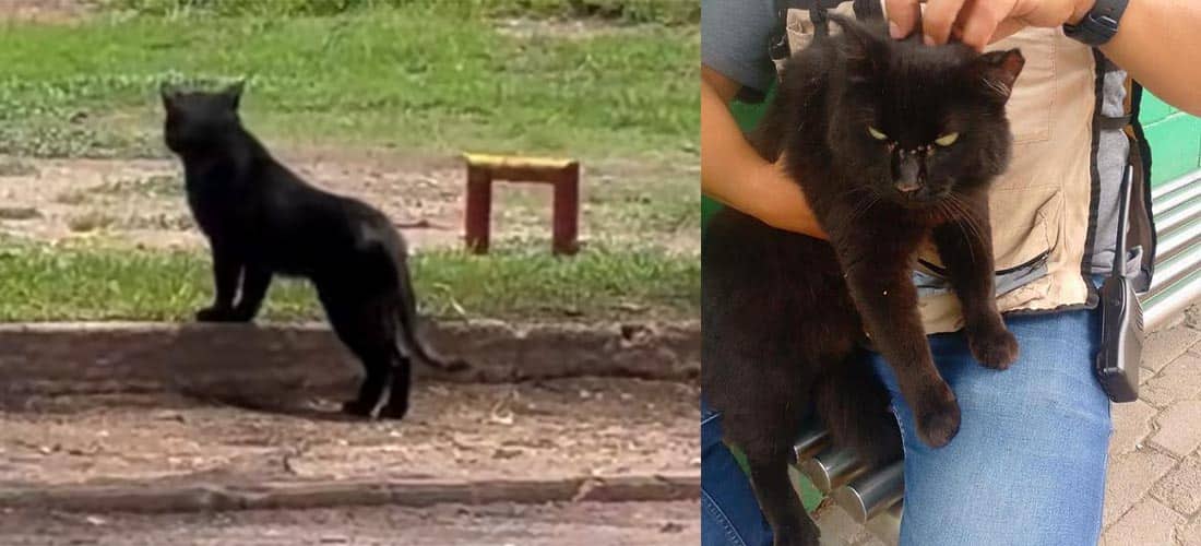 ¡No era un puma! Gato causa caos en el Parque Tangamanga