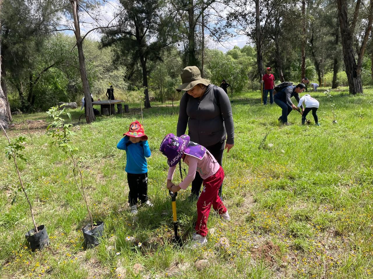 reforestación camino a la presa