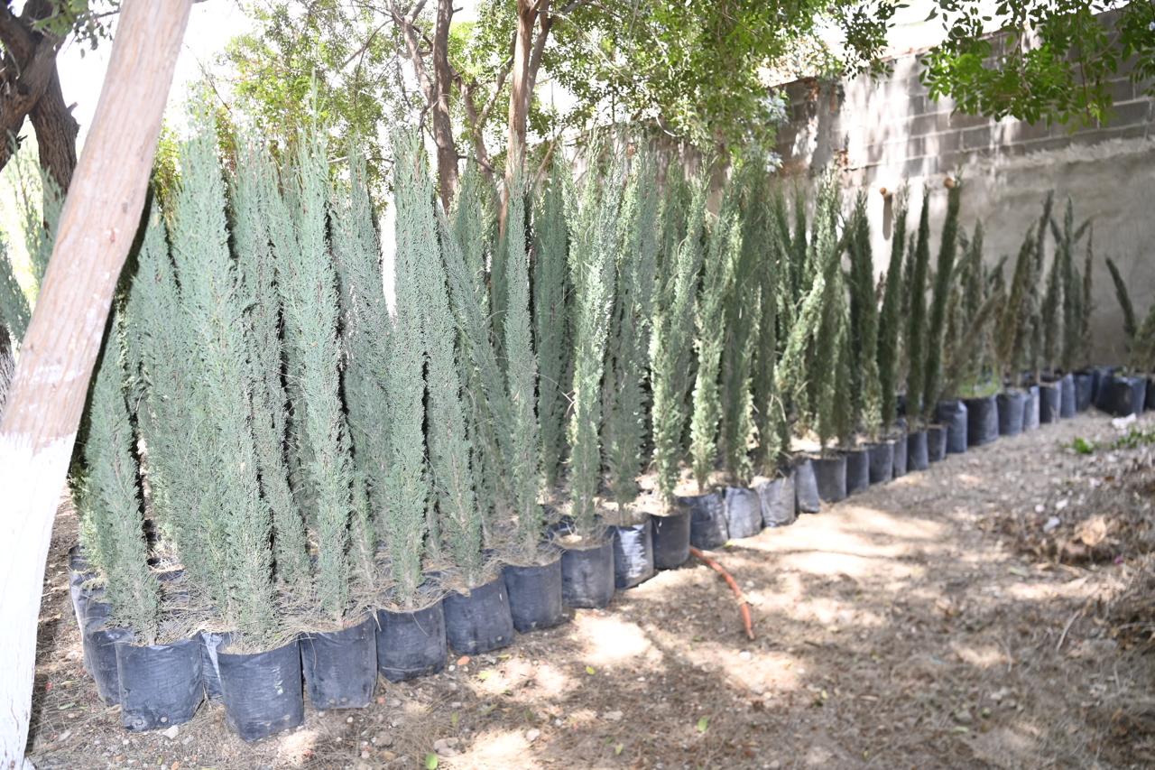 soledad reforestación