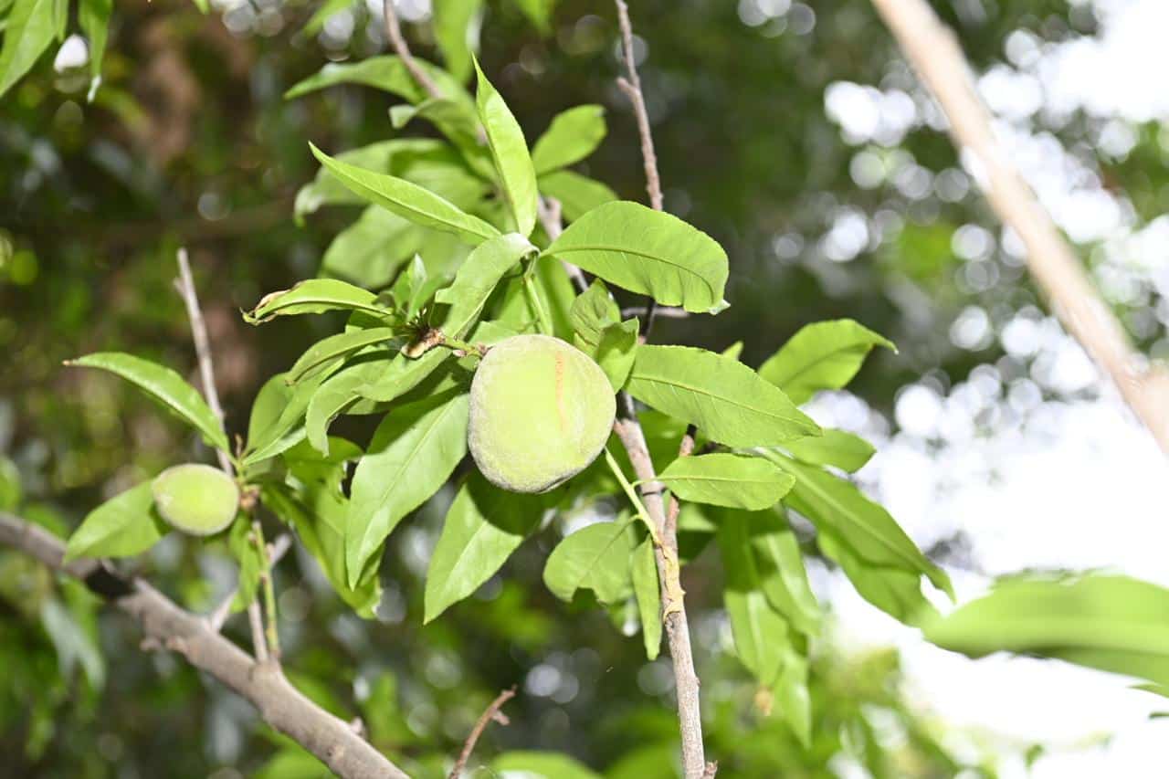 soledad reforestación
