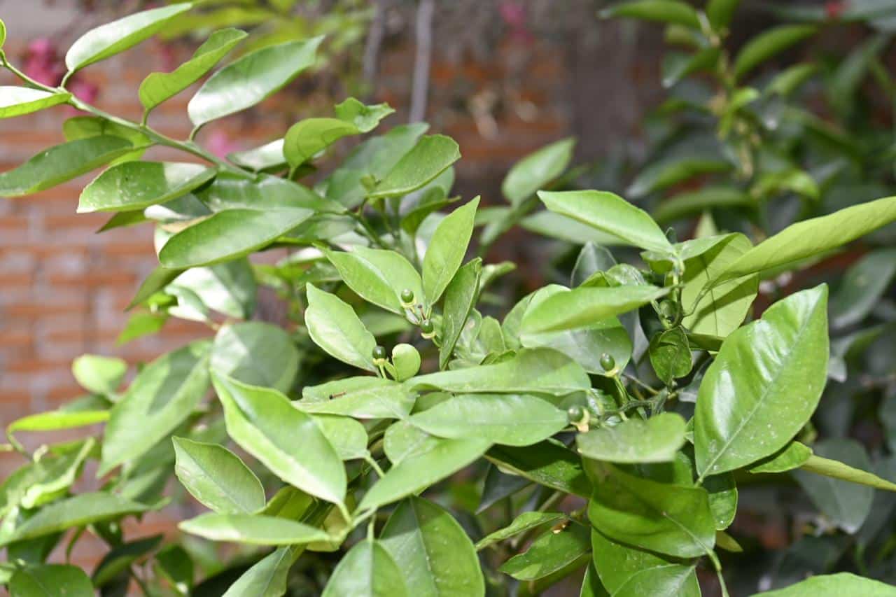 soledad reforestación