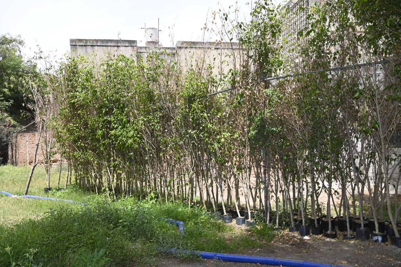 soledad reforestación