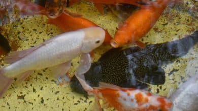 alameda gobierno municipal slp