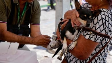 villa de pozos jornada antirrábica