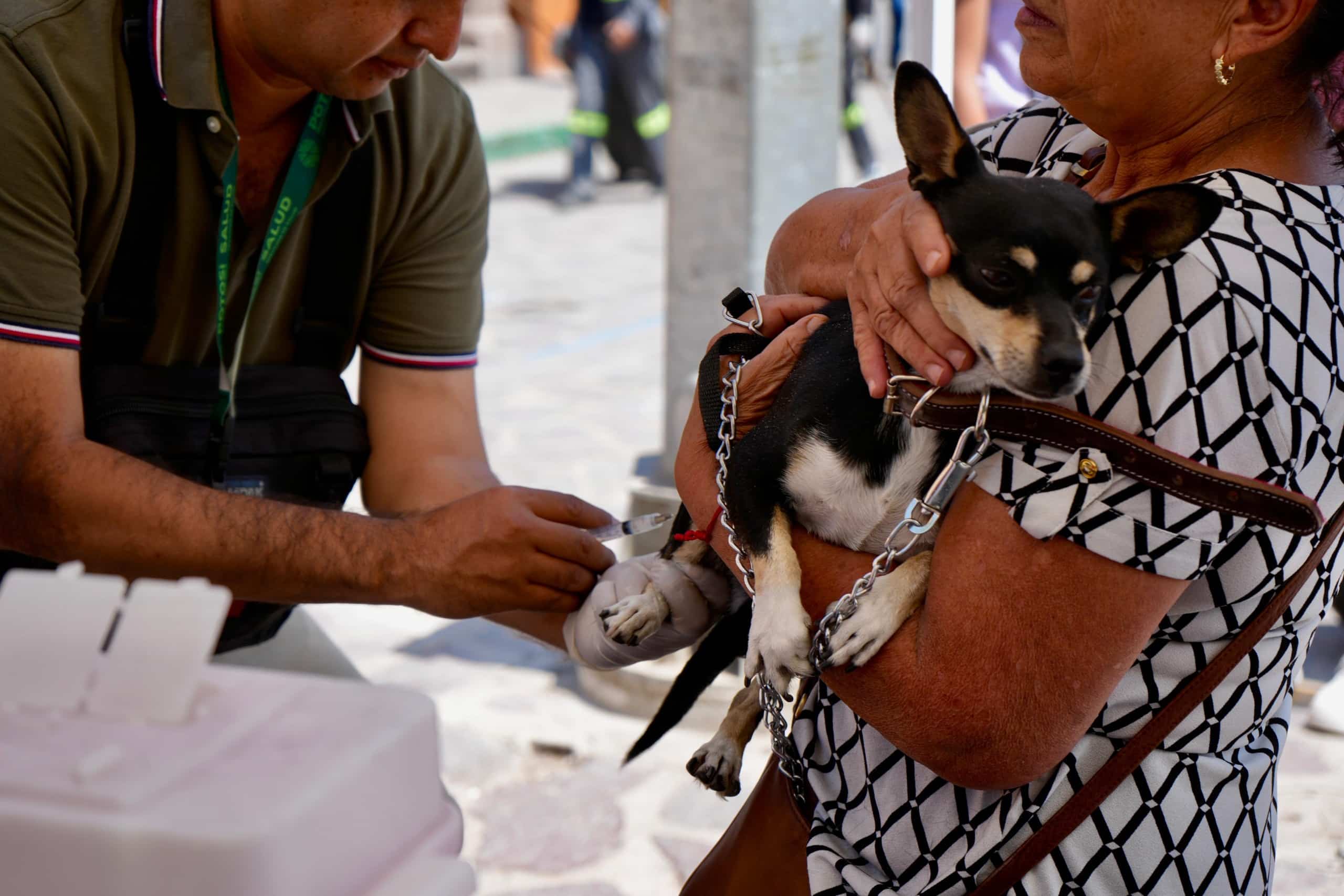 villa de pozos jornada antirrábica