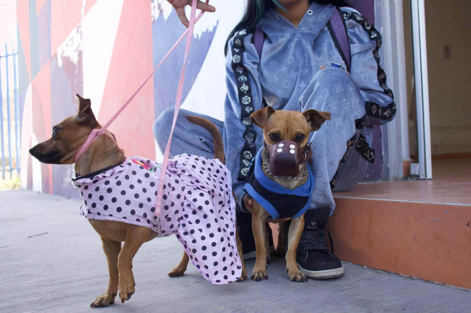 animal esterilizacion la pila