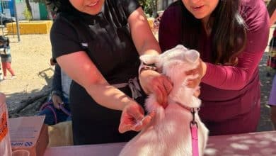 antirrábica vacunación