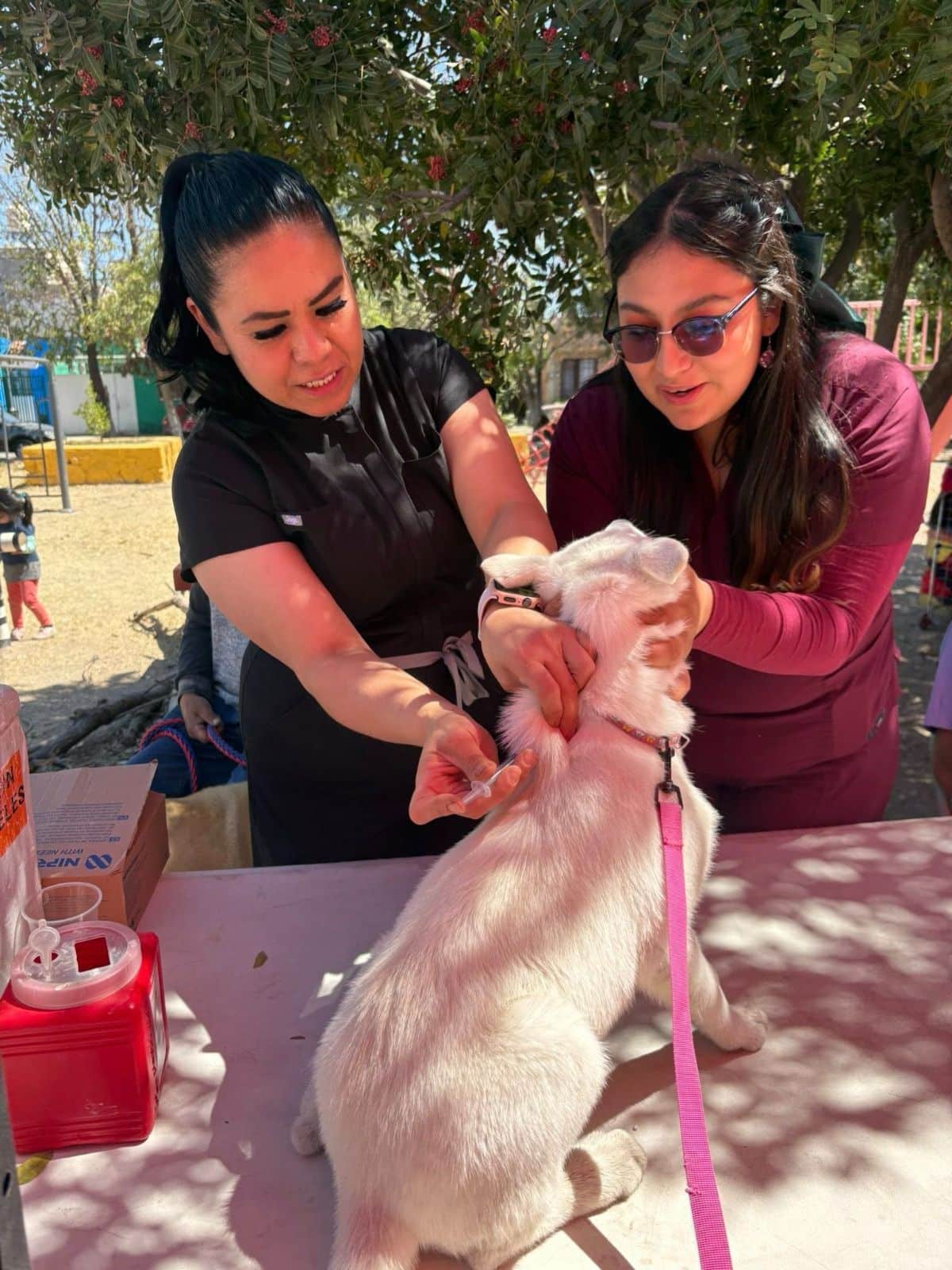 antirrábica vacunación