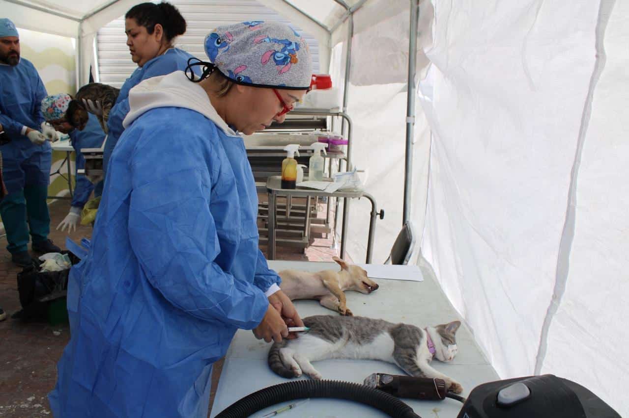 vacunas antirrábicas salud gobierno del estado