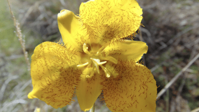 Normalmente, su temporada es entre julio y agosto