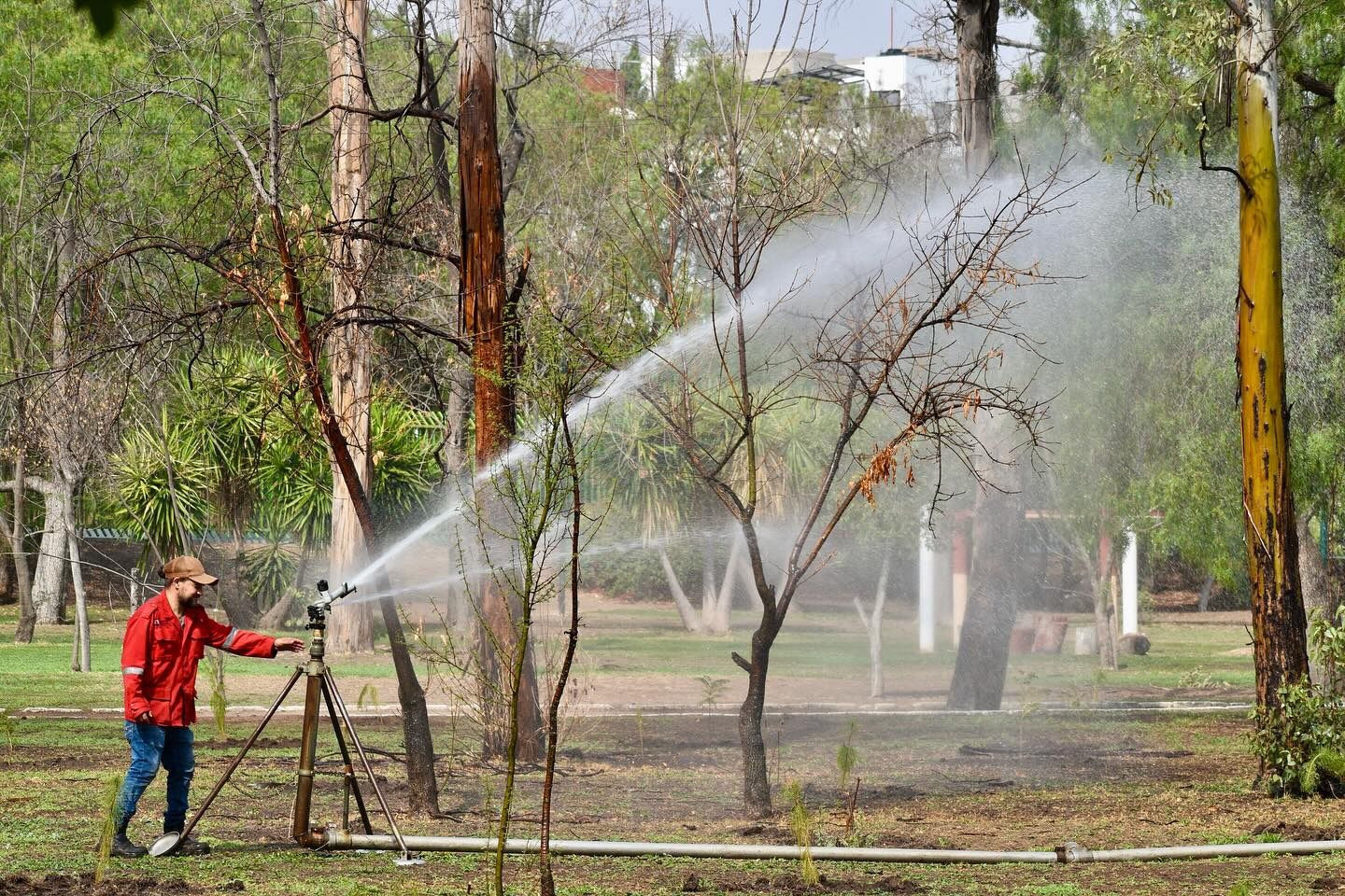 Gobierno de la Capital mantiene vivo el Parque de Morales con riego diario