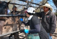 rabia bovina gobierno del estado