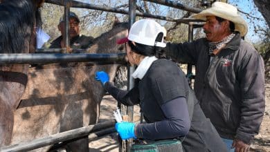 rabia bovina gobierno del estado