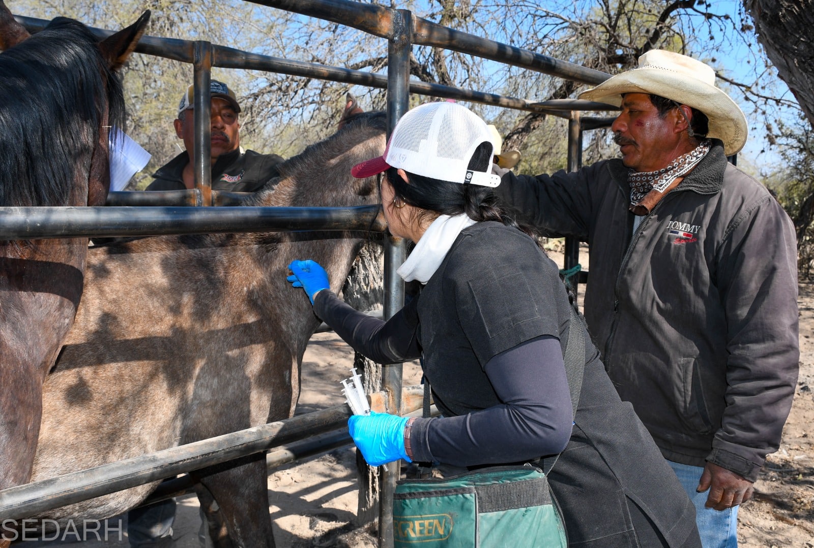 rabia bovina gobierno del estado