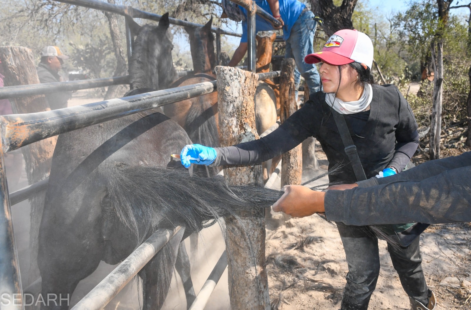 rabia bovina gobierno del estado