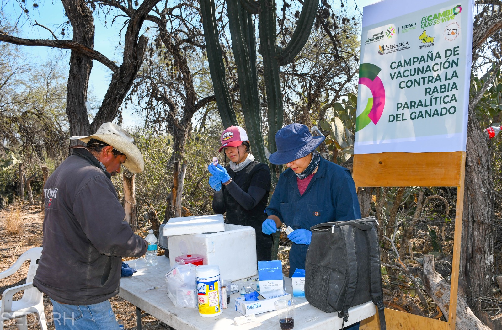 rabia bovina gobierno del estado