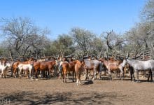 rabia bovina gobierno del estado