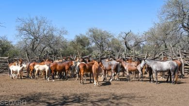 rabia bovina gobierno del estado
