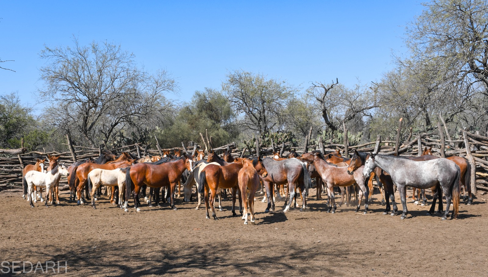 rabia bovina gobierno del estado