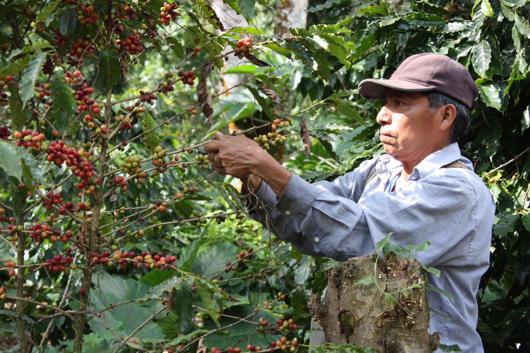 cafe-xilitla producción colapsa