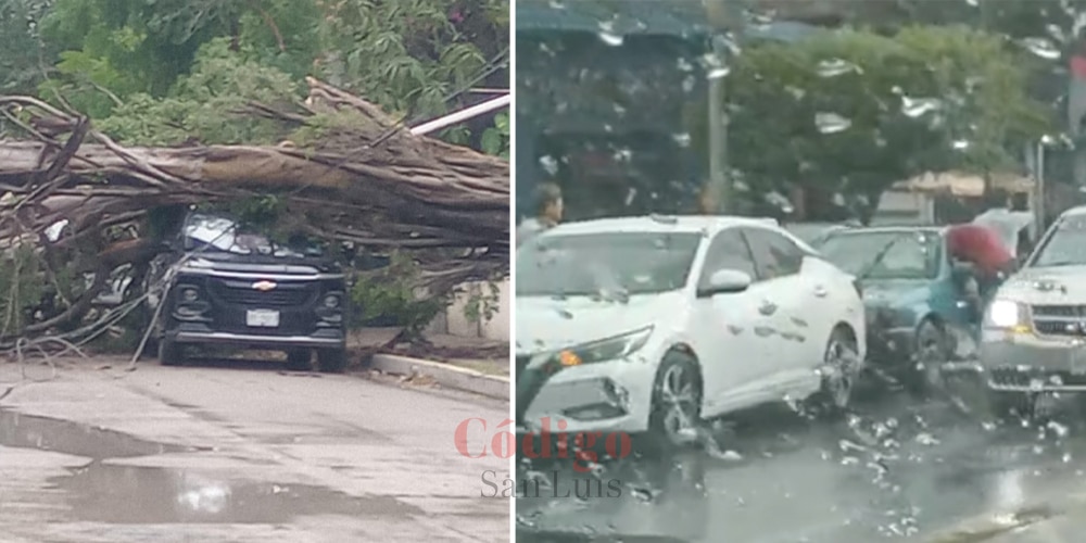 caída árbol frente frío ciudad valles