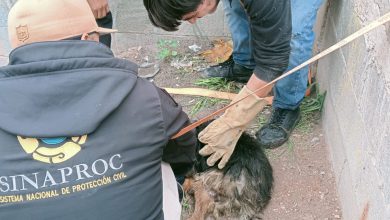 perrito rescatado soledad