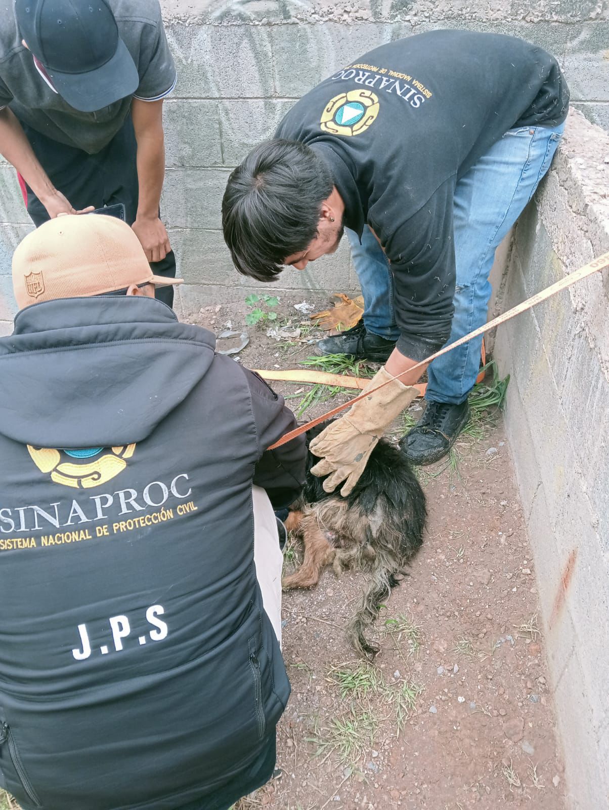 perrito rescatado soledad