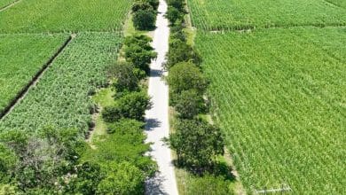 carretera Valles-Naranjo 2