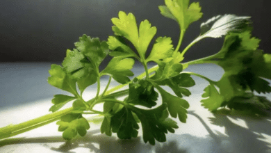 cilantro