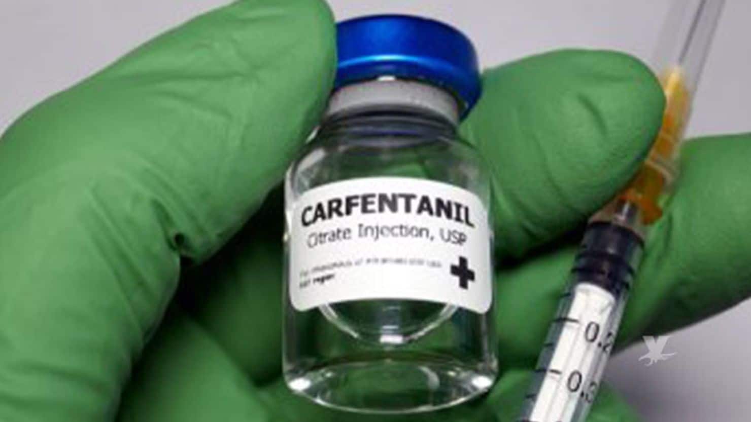 Carfentanilo: la droga 100 veces más potente que el fentanilo