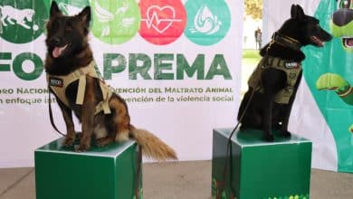 perritos vida sana gobierno del estado