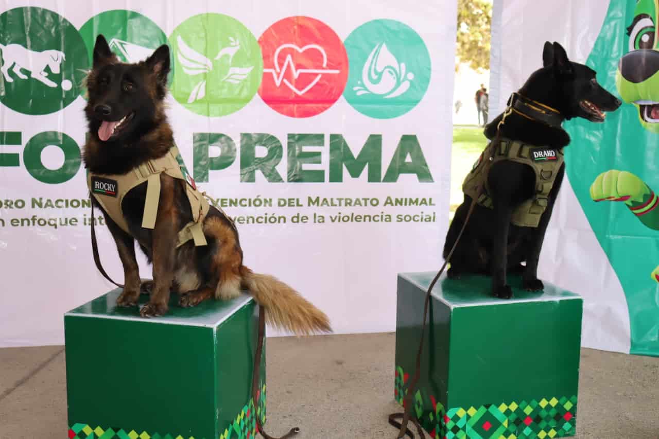 perritos vida sana gobierno del estado