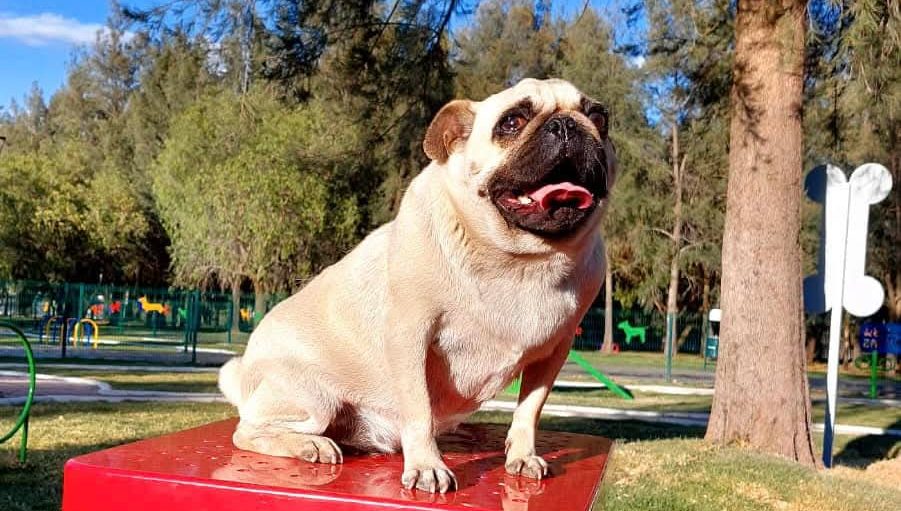 ricardo gallardo gobierno del estado mascotas