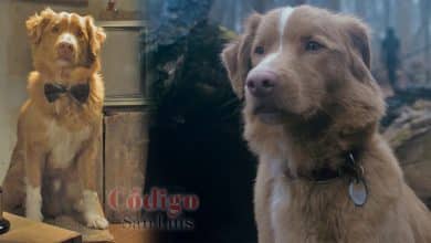 good boy indy premio