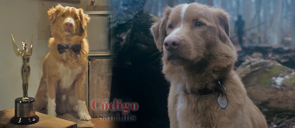 good boy indy premio