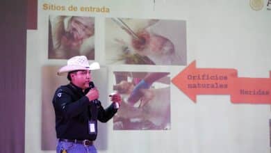 gusano barrenador sedarh