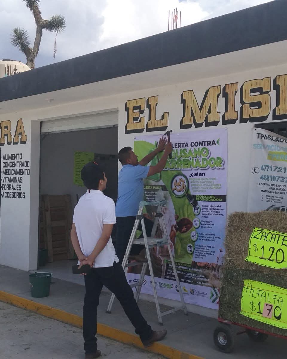 gusano barrenador gobierno del estado