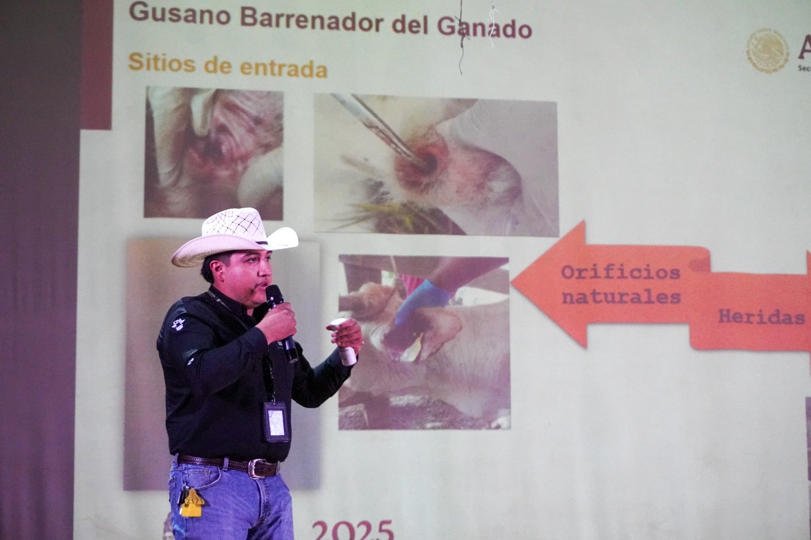 gusano barrenador sedarh