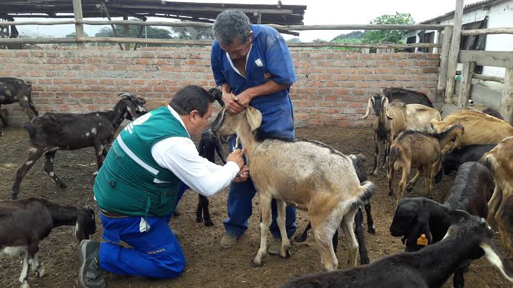 gusano barrenador gobierno del estado
