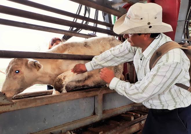 gusano barrenador gobierno del estado