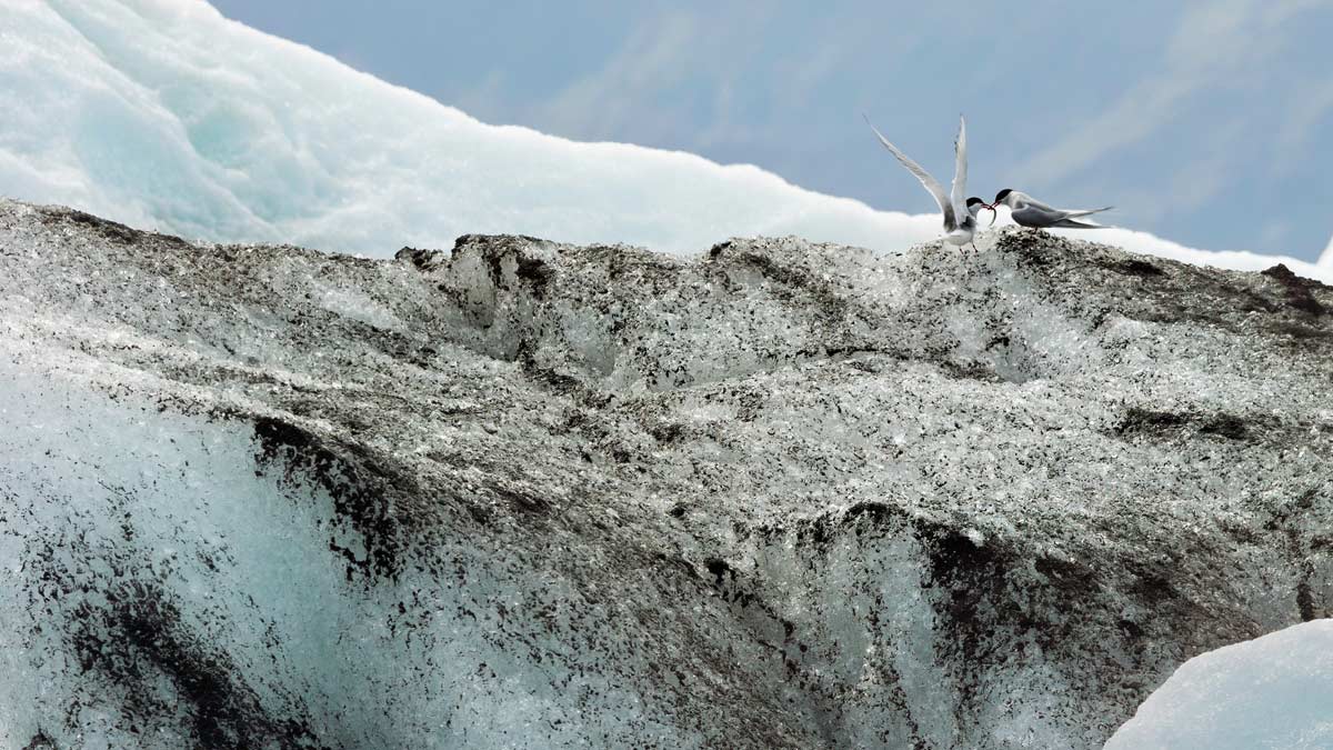 Pescador capta un “iceberg negro” frente a costas de Canadá