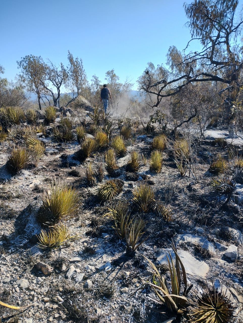 incendio forestal matehuala