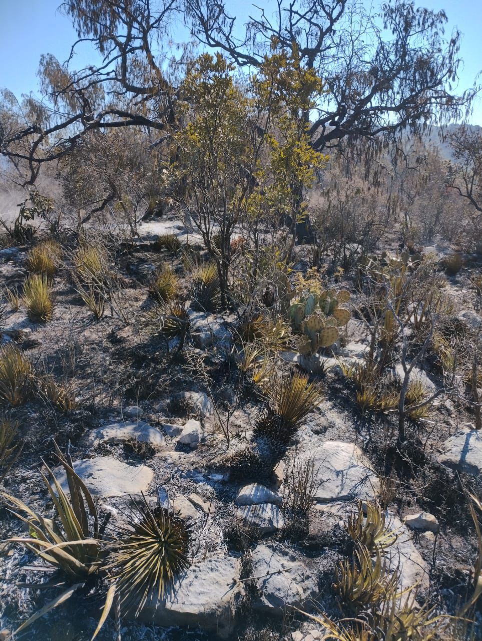 incendio forestal matehuala